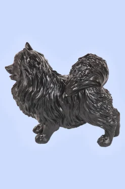 Black Pomeriaan