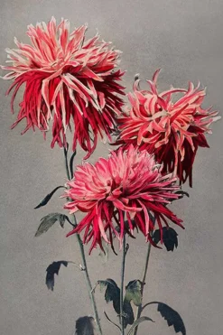 Chrysanthemum Ogawa Kazumasa bloemenprint